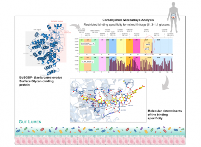 graphical abstract
